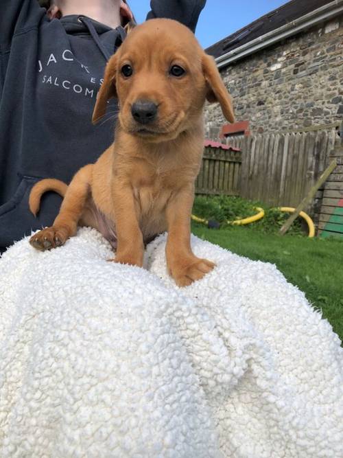 KC registered Fox Red and Golden Labrador puppies for sale in Llandeilo, Carmarthenshire - Image 10