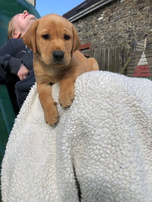 KC registered Fox Red and Golden Labrador puppies for sale in Llandeilo, Carmarthenshire - Image 11