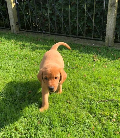 KC registered Fox Red and Golden Labrador puppies for sale in Llandeilo, Carmarthenshire - Image 12