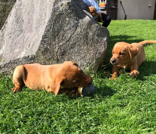 KC registered Fox Red and Golden Labrador puppies for sale in Llandeilo, Carmarthenshire - Image 13