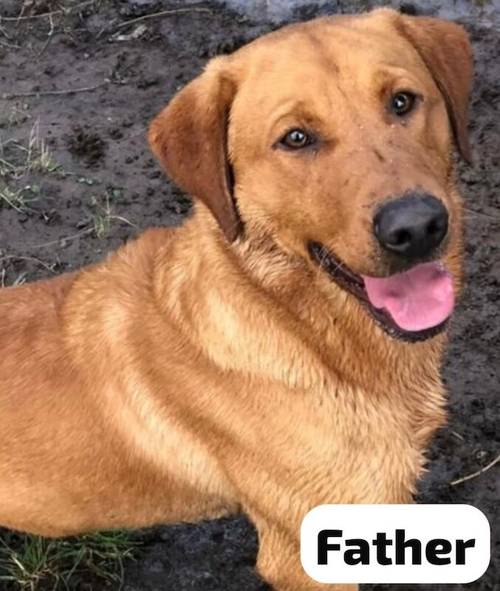 KC registered Fox Red and Golden Labrador puppies for sale in Llandeilo, Carmarthenshire - Image 14