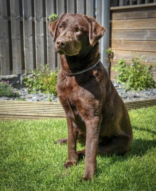 Ready to leave 2nd May - *Last Fox Red Boy* KC Registered Labrador Puppies for sale in Doncaster, South Yorkshire - Image 6