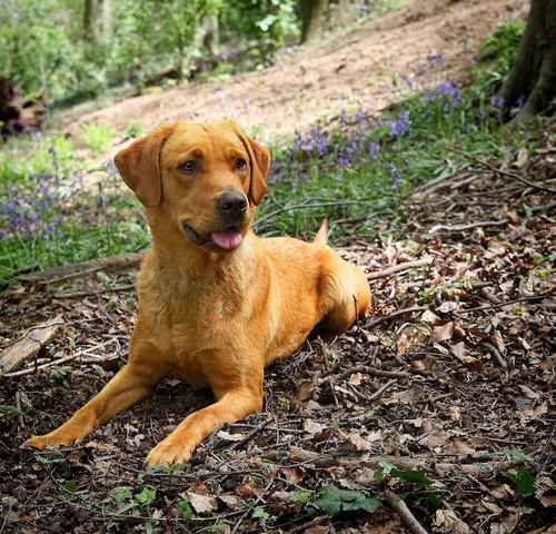 KC Registered Male Fox Red Lab Pups - Ready 5th Nov for sale in Doncaster Common, South Yorkshire