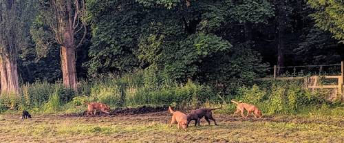 KC Registered Male Fox Red Lab Pups - Ready 5th Nov for sale in Doncaster Common, South Yorkshire - Image 2