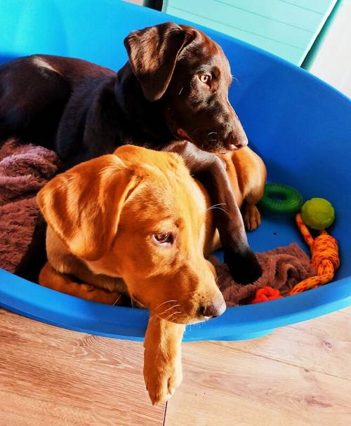 KC Registered Male Fox Red Lab Pups - Ready 5th Nov for sale in Doncaster Common, South Yorkshire - Image 3