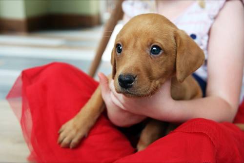 KC Registered Male Fox Red Lab Pups - Ready 5th Nov for sale in Doncaster Common, South Yorkshire - Image 4