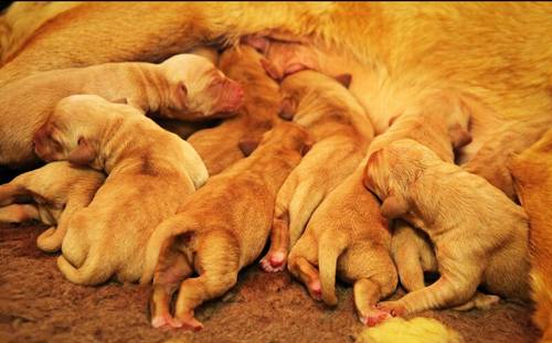 KC Registered Male Fox Red Lab Pups - Ready 5th Nov for sale in Doncaster Common, South Yorkshire - Image 5