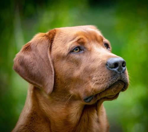 KC Registered Male Fox Red Lab Pups - Ready 5th Nov for sale in Doncaster Common, South Yorkshire - Image 7