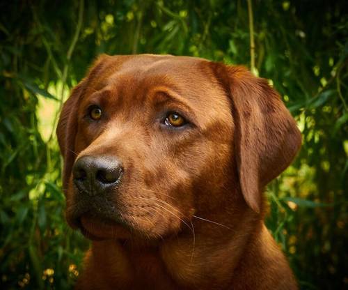 KC Registered Male Fox Red Lab Pups - Ready 5th Nov for sale in Doncaster Common, South Yorkshire - Image 8