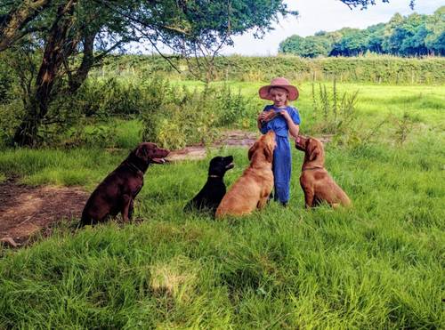 KC Registered Male Fox Red Lab Pups - Ready 5th Nov for sale in Doncaster Common, South Yorkshire - Image 9