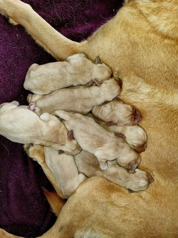 Kc Registered Fox Red Labrador For Sale in Sheerness, Kent