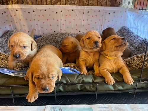 KC Registered Fox Red Labrador Puppies: 5 bitches, 4 boys: Wiltshire for sale in Warminster, Wiltshire