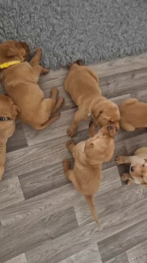 KC registered Fox Red Labrador puppies for sale in Wynyard Village, County Durham