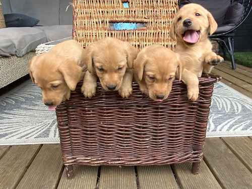 Kc registered fox red Labrador puppies for sale in Selby North Yorkshire 