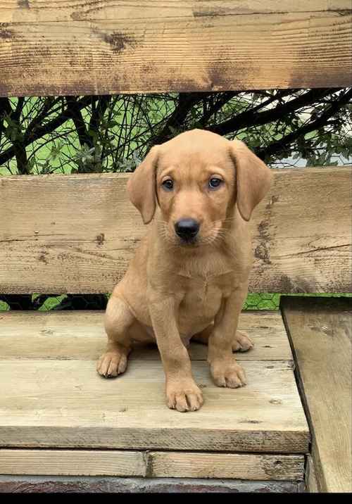 Kc registered fox red Labrador puppies for sale in Selby North Yorkshire 