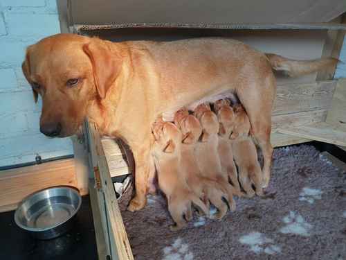 KC Registered Fox Red Labrador Puppies for sale in Buxted, East Sussex