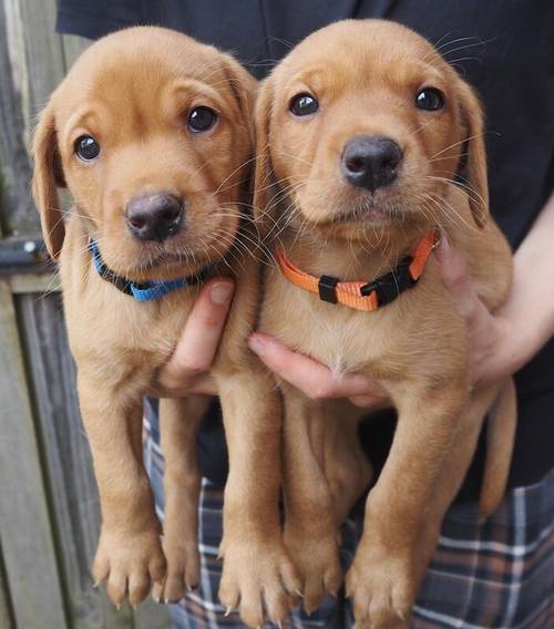 KC Registered Fox Red Labrador Puppies for sale in Buxted, East Sussex - Image 2