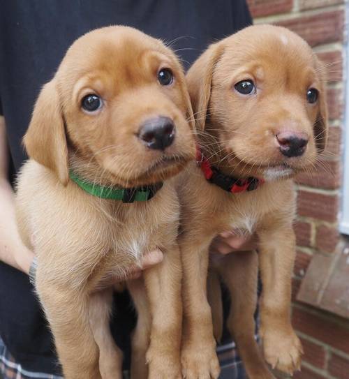 KC Registered Fox Red Labrador Puppies for sale in Buxted, East Sussex - Image 3