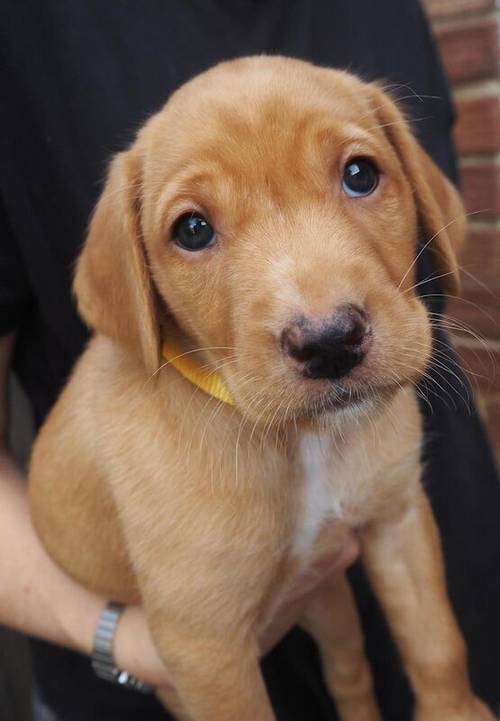 KC Registered Fox Red Labrador Puppies for sale in Buxted, East Sussex - Image 4