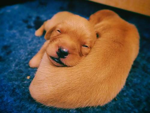 KC Registered Fox Red Labrador Puppies for sale in Buxted, East Sussex - Image 5