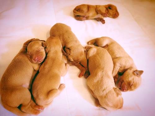 KC Registered Fox Red Labrador Puppies for sale in Buxted, East Sussex - Image 6