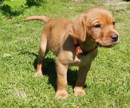 KC Registered Fox Red Labrador Puppies for sale in Buxted, East Sussex - Image 7