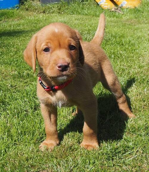 KC Registered Fox Red Labrador Puppies for sale in Buxted, East Sussex - Image 8