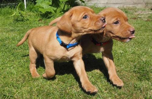 KC Registered Fox Red Labrador Puppies for sale in Buxted, East Sussex - Image 9