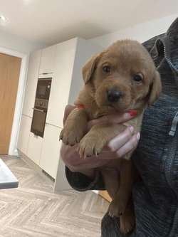 KC Registered Fox Red Labrador puppies for sale in Penrith, Cumbria | Image 2