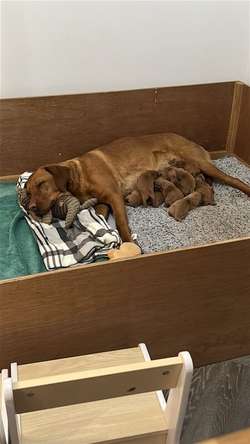 KC Registered Fox Red Labrador puppies for sale in Penrith, Cumbria | Image 3