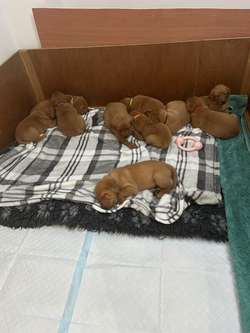 KC Registered Fox Red Labrador puppies for sale in Penrith, Cumbria | Image 4