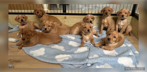 KC Registered Fox Red Labrador Puppies for sale in Ammanford / Rhydaman, Dyfed