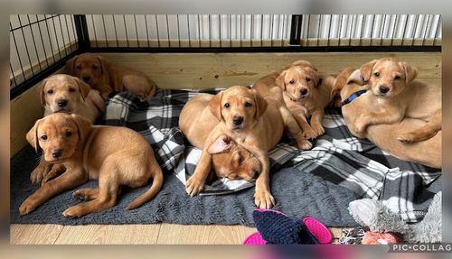 KC Registered Fox Red Labrador Puppies for sale in Ammanford / Rhydaman, Dyfed