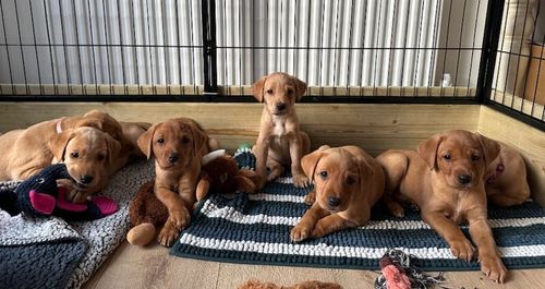 KC Registered Fox Red Labrador Puppies for sale in Ammanford / Rhydaman, Dyfed