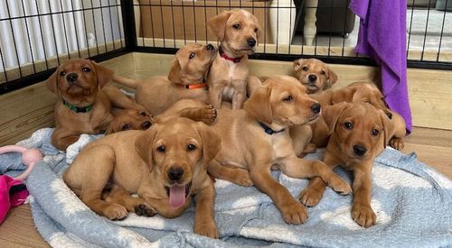 KC Registered Fox Red Labrador Puppies for sale in Ammanford / Rhydaman, Dyfed