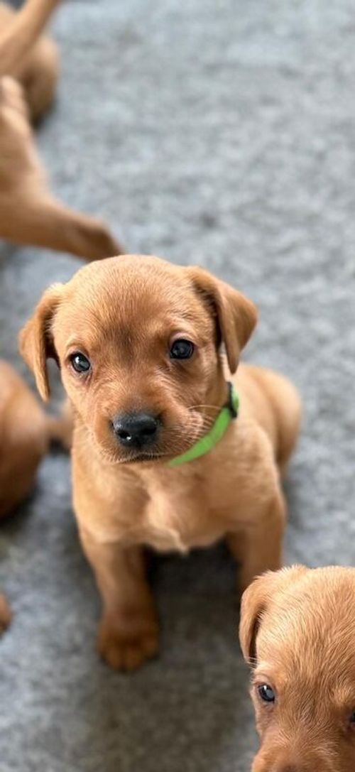 KC Registered Fox Red Labrador Puppies for sale in Thirsk, North Yorkshire