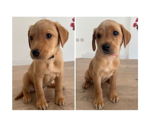 KC Registered Fox Red Labrador Puppies for sale in Ammanford / Rhydaman, Dyfed