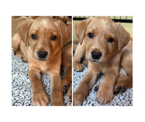 KC Registered fox red Labrador puppies. for sale in Ammanford / Rhydaman, Dyfed