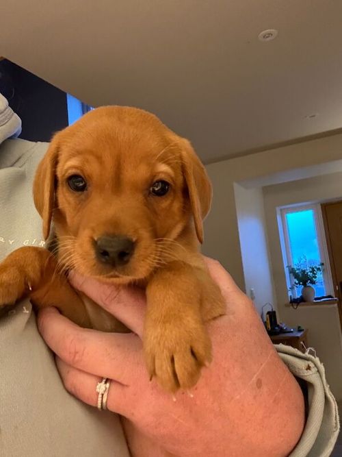KC Registered Fox Red Labrador Puppies for sale in Thirsk, North Yorkshire