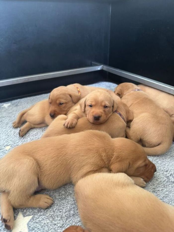 KC Registered Fox Red Labrador Puppies for sale in Cheltenham, Gloucestershire