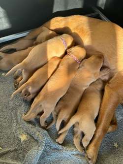 KC Registered Fox Red Labrador Puppies for sale in Cheltenham, Gloucestershire | Image 2