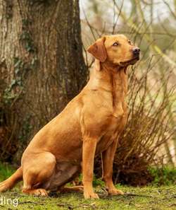 KC Registered Fox Red Labrador Puppies for sale in Cheltenham, Gloucestershire | Image 3