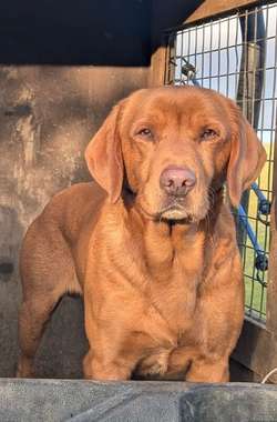 KC Registered Fox Red Labrador Puppies for sale in Cheltenham, Gloucestershire | Image 4