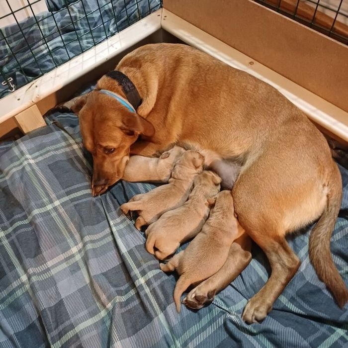 Labrador Retriever puppies for sale in Weston-super-Mare, Somerset – KC registered, 6 days old
