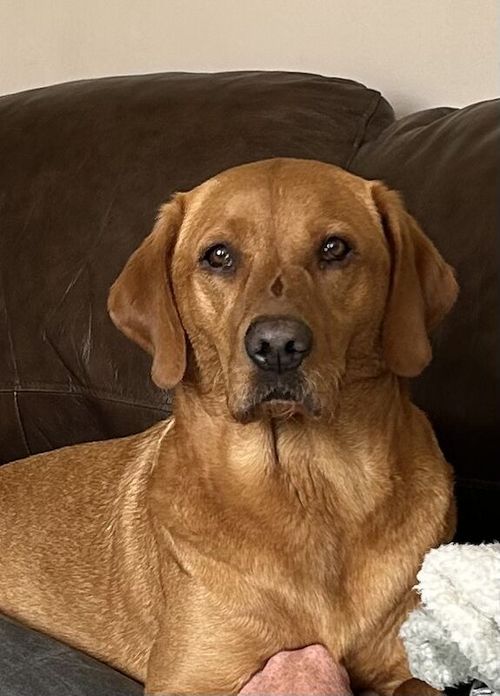 KC registered fox red Labrador puppies available for sale in North Yorkshire