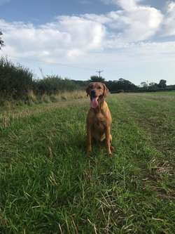 KC registered fox red Labrador puppies available for sale in North Yorkshire | Image 3