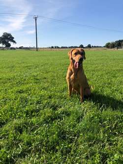 KC registered fox red Labrador puppies available for sale in North Yorkshire | Image 4