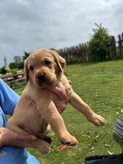 KC registered fox red Labrador puppies available for sale in North Yorkshire | Image 1