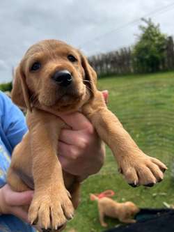 KC registered fox red Labrador puppies available for sale in North Yorkshire | Image 2
