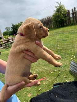 KC registered fox red Labrador puppies available for sale in North Yorkshire | Image 3